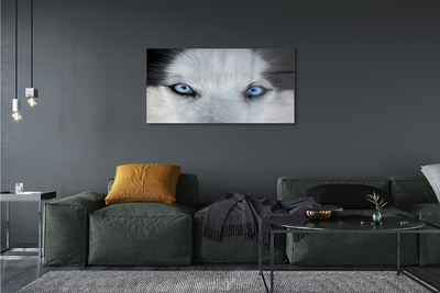 Obraz akrylowy Wilk oczy