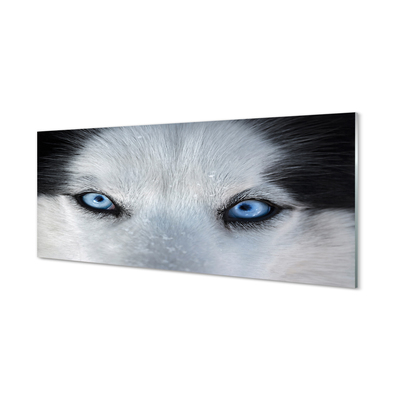 Obraz akrylowy Wilk oczy
