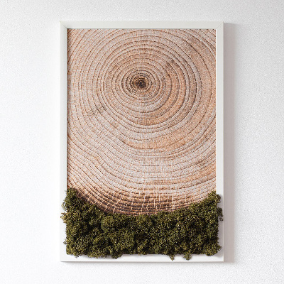 Mech chrobotek obraz Słoje drewna