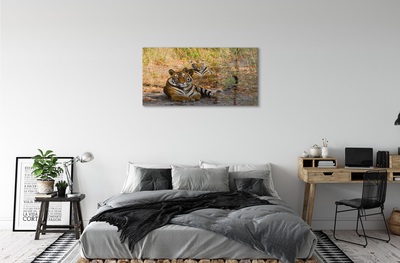 Obraz na szkle Tygrysy