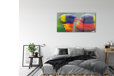 Obraz na szkle Kolorowe papugi
