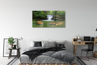 Obraz na szkle Wodospad tygrysy