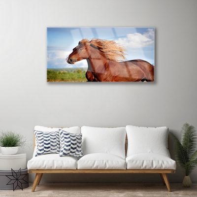 Obraz na Szkle Koń Zwierzęta