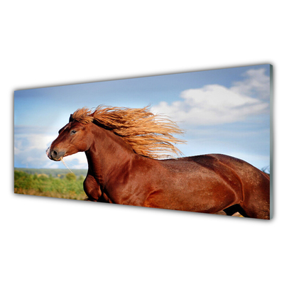 Obraz na Szkle Koń Zwierzęta