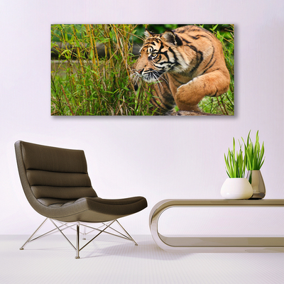 Obraz Szklany Tygrys Zwierzęta