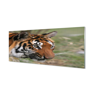 Panel Szklany Tygrys las