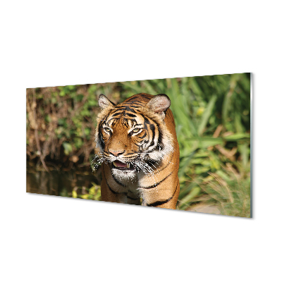 Szklany Panel Tygrys las