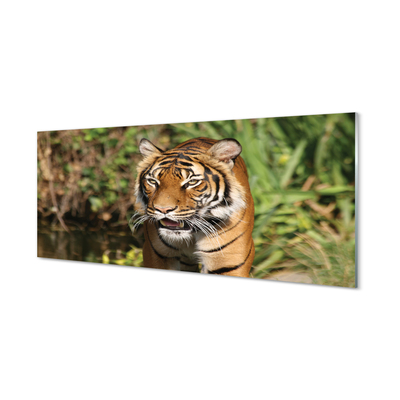 Szklany Panel Tygrys las