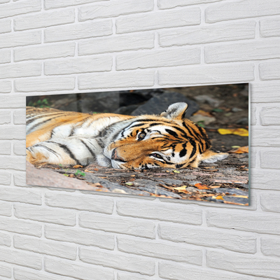 Szklany Panel Leżący tygrys