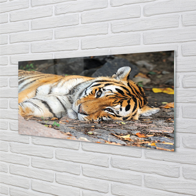 Szklany Panel Leżący tygrys