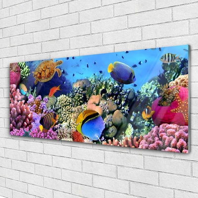 Obraz Akrylowy Rafa Koralowa Natura