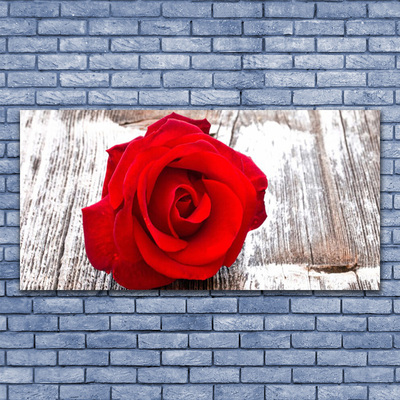 Obraz Akrylowy Róża Kwiat Roślina Natura