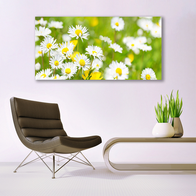 Obraz Akrylowy Stokrotka Kwiat Roślina