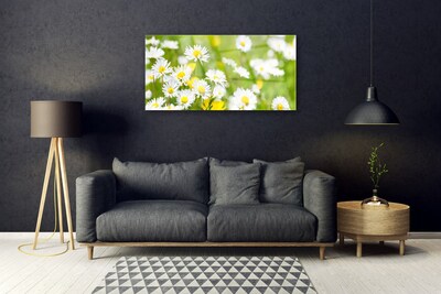Obraz Akrylowy Stokrotka Kwiat Roślina
