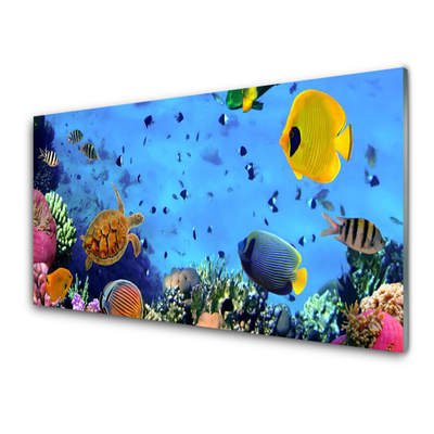 Panel Kuchenny Rafa Koralowa Ryba Natura